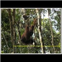 12365 081 bei Kuting Orang Utans Malaysia 2006 Sarawak.jpg